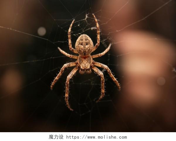小型动物蜘蛛网上的蜘蛛